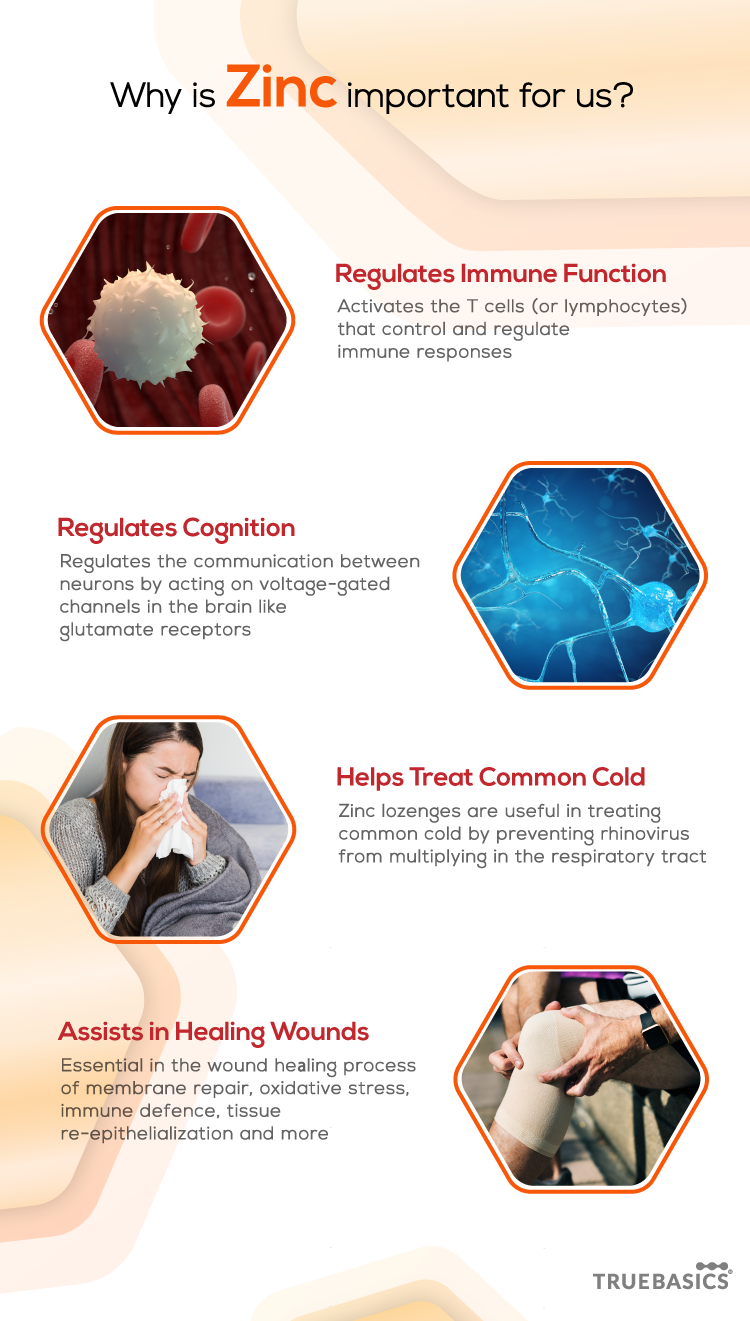 How Does Zinc Help The Immune System ? Truebasics Blog