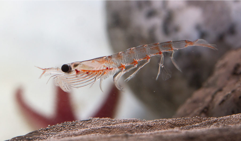 Krill fish