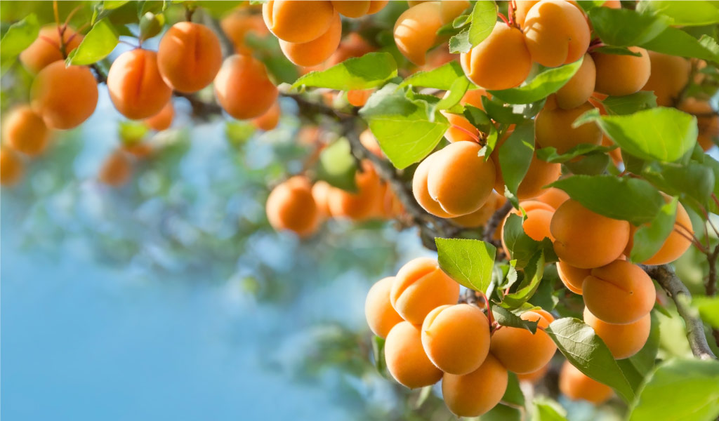 Apricot