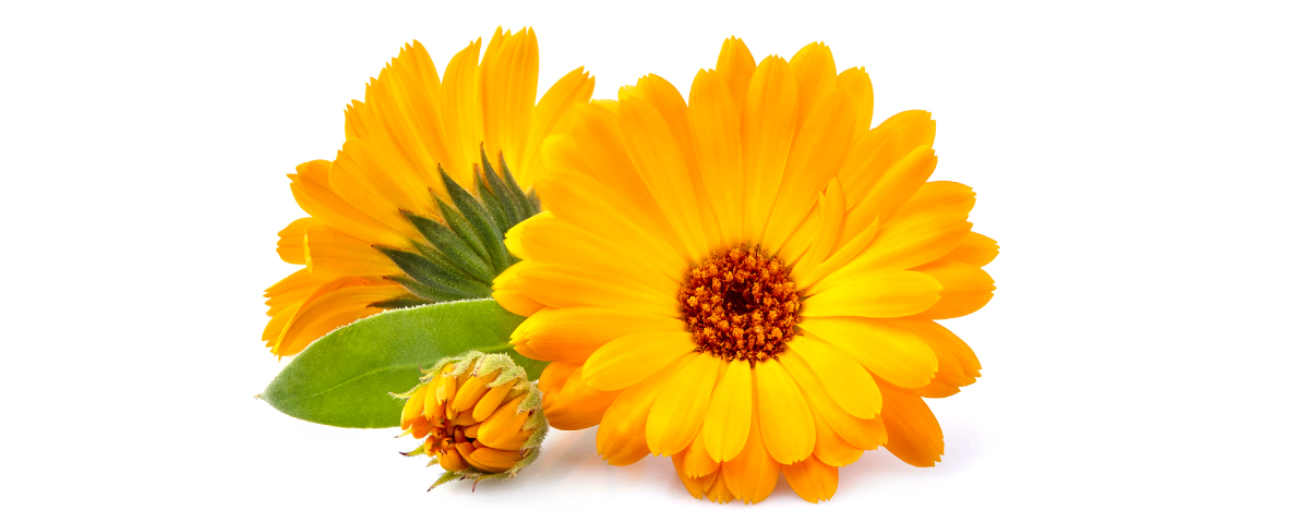 5 Benefits of Calendula Flowers & How to Use Them