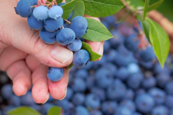 Blueberry benefits